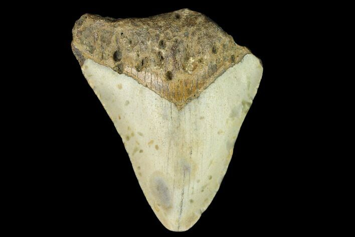 Bargain, Fossil Megalodon Tooth - North Carolina #124779
